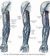 Image result for Veins On Forearm