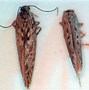 Image result for Life Cycle of Potato Tuber Moth