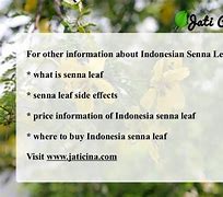 Image result for senna leaf benefits