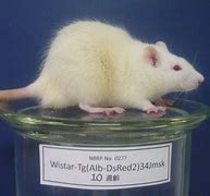 Image result for Wistar Rats