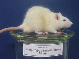 Image result for Male Wistar Rats