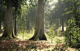 Image result for Thick Forest Dnd