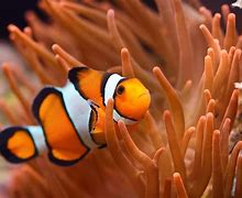 Image result for Clownfish Habitat