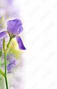 Image result for Iris Name Windows Background