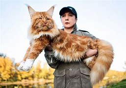 Image result for Person Holding Maine Coon Cat