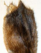 Image result for Muskrat Pelt