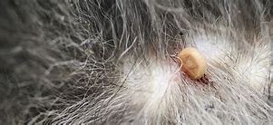 Image result for Mites in Dogs