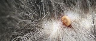 Image result for Dog Fur Mites