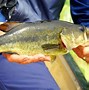 Image result for Freshwater Lake Fish