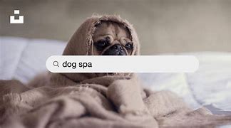 Image result for Dog Spa Pics