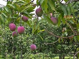 Image result for Purple Mango