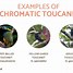 Image result for toucan species names