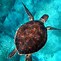 Image result for Sea Turtle Gifts for Men