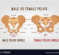 Image result for Male vs Female Pelvic Girdle