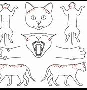 Image result for Feline Skin Disease