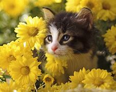 Image result for Spring Cat Screensavers