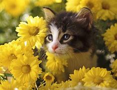 Image result for Spring Cat Pictures