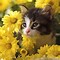 Image result for Spring Cat Screensavers