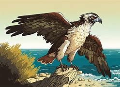 Image result for Osprey Sea Hawk