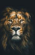 Image result for Lion HD 1080P