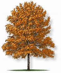 Image result for Swamp White Oak Tree