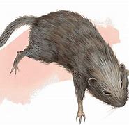 Image result for Ice Rat Dnd