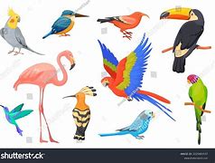 Image result for Jungle Bird Drawing