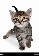 Image result for Cat Parts Cut Out