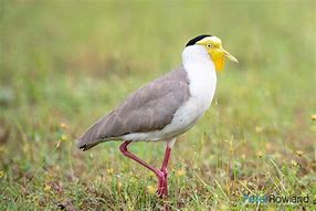 Image result for Masked Lapwing Baby