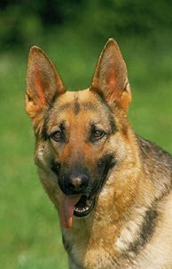 Image result for German Shepherd Tongue