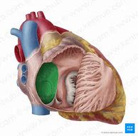 Image result for Interatrial Septum Anatomy