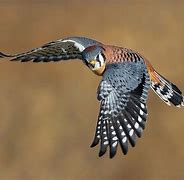 Image result for Kestrel Falcon Hawk