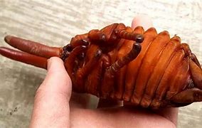 Image result for Hercules Beetle Pupa