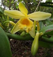 Image result for Vanilla Orchid Flower