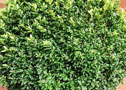 Image result for Plant Boxwood Shrubs