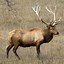 Image result for Difference in Caribou and Reindeer