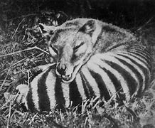 Image result for Thylacine