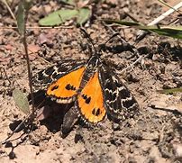 Image result for Sun Moth