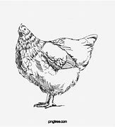 Image result for Chicken Line Drawing Logo Australorp