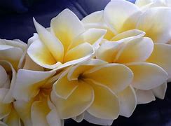 Image result for Hawaiian Flower Lei