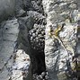 Image result for Barnacles Inside