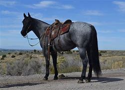 Image result for Blue Roan Horse Saddled