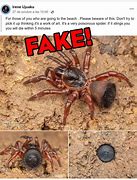 Image result for Trapdoor Spider Poisonous