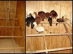 Image result for Building a Chicken Roost