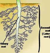 Image result for Lateral Root Cap