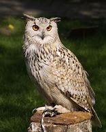 Image result for Mega Beon Owl