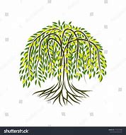 Image result for Calm Willow Tree