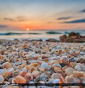 Image result for Picture of Beach Sand and Sea Shells