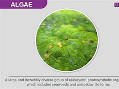 Image result for Algae Biology