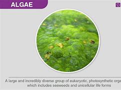 Image result for Algae Examples